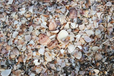 Deniz kabuğu Plajı Fransızca ada St Barts, Karayip Denizi