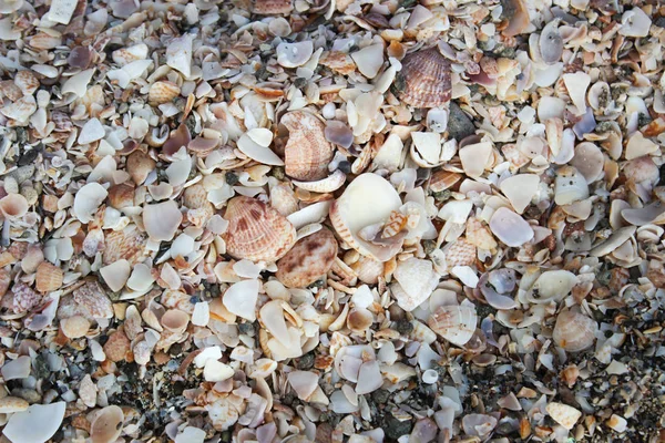 Playa de conchas en la isla francesa st. Barts, mar del Caribe —  Fotos de Stock
