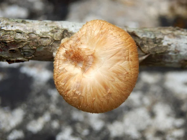 S třásněmi Polypore houba — Stock fotografie