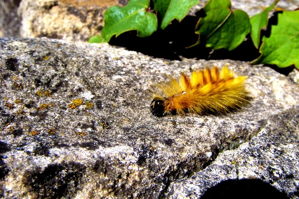 Sycamore nachtvlinder caterpillar — Stockfoto