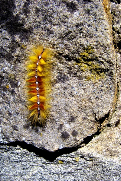 Sycamore nachtvlinder caterpillar — Stockfoto