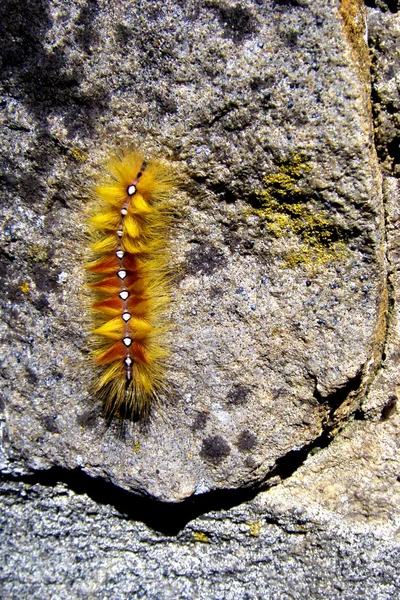 Oruga de la polilla de sicomoro — Foto de Stock