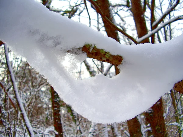 Nahaufnahme Von Schnee Der Sich Von Einem Ast Löst — Stockfoto