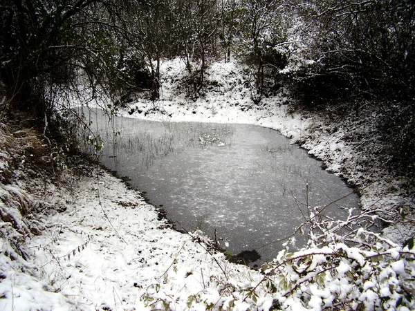 Estanque de vida silvestre congelado — Foto de Stock