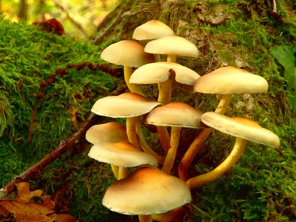 Hypholoma Fasciculare Aka Sulphur Tuft Sulfur Tuft Clustered Woodlover Growing — Stock Photo, Image