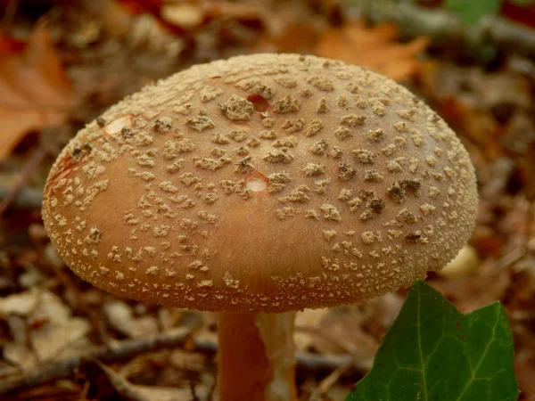 Amanita Rubescens (de Blusher) — Stockfoto