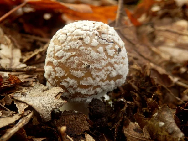 독 버섯의 일종 pantherina (팬더 모자 버섯) — 스톡 사진