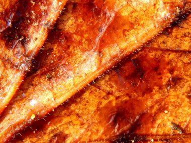 sonbahar yaprak yakın çekim