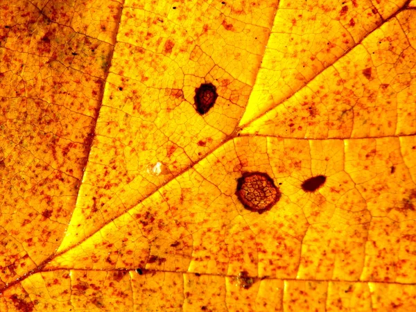 Detailní Záběr Podzim Listí Našel Rozpadající Kompost Bin — Stock fotografie