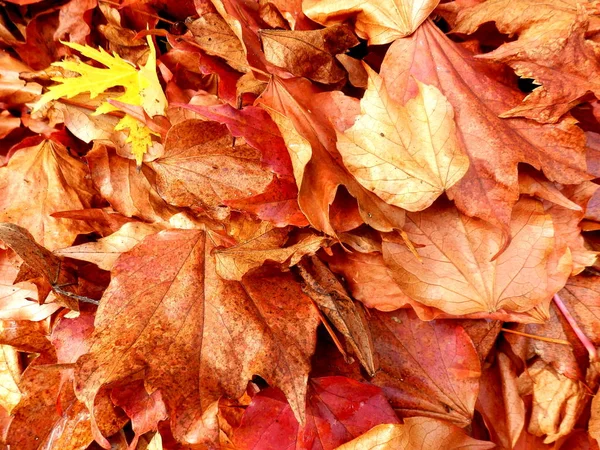 Herfstbladeren close-up — Stockfoto