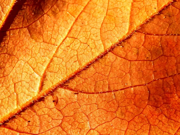 Осенний лист крупным планом — стоковое фото