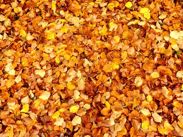 Tapijt van Herfstbladeren — Stockfoto