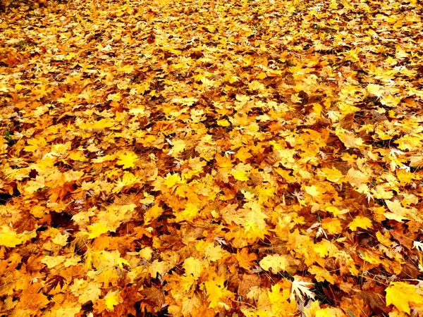 Tapijt van Herfstbladeren — Stockfoto