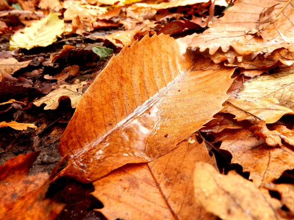 Herfst blad close-up — Stockfoto