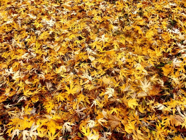Tapijt van Herfstbladeren — Stockfoto