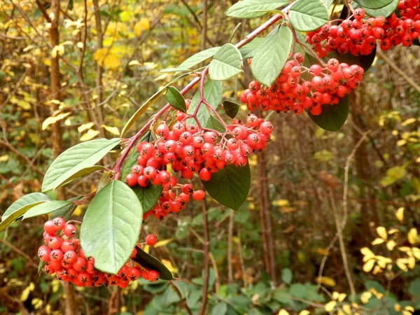 Lacteus irga (Parney Cotoneaster) — Zdjęcie stockowe