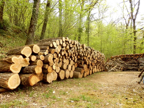 Pali di tronchi nel bosco — Foto Stock