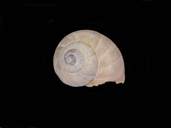 Shell lumaca romana — Foto Stock