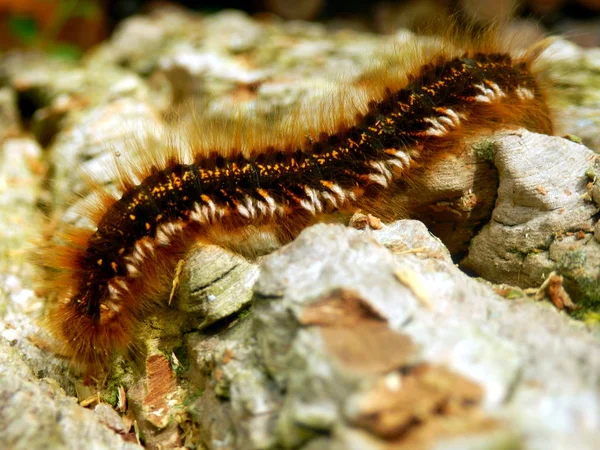 Sluiten Van Een Drinker Moth Caterpillar Euthrix Potatoria — Stockfoto
