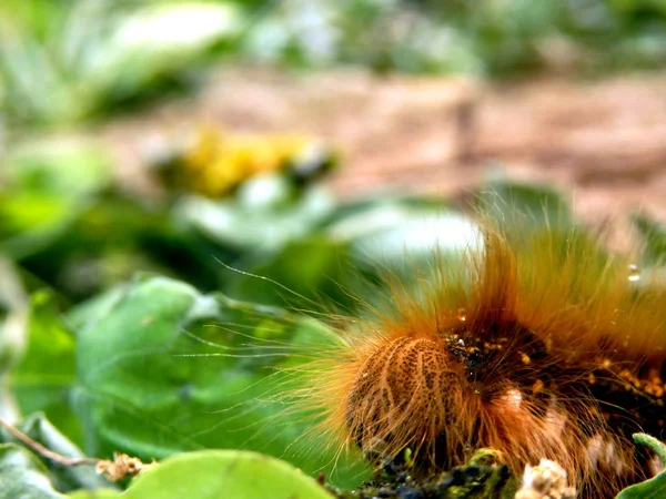 Drinker nachtvlinder caterpillar — Stockfoto