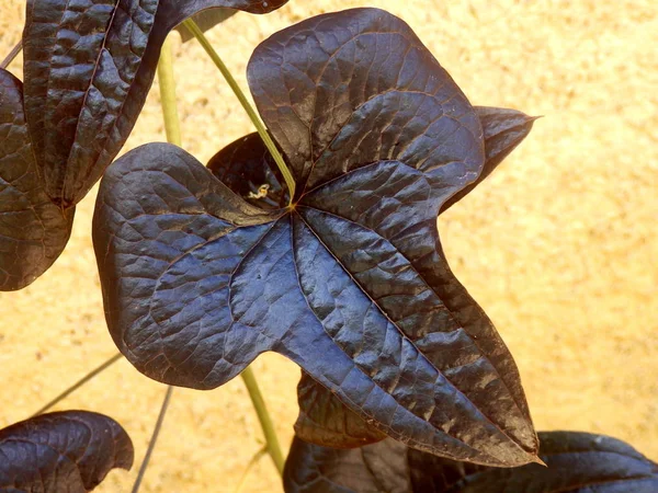 Viña de patata dulce ornamental — Foto de Stock