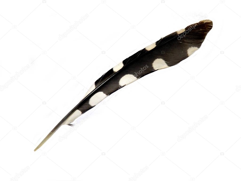Great Spotted Woodpecker Feather