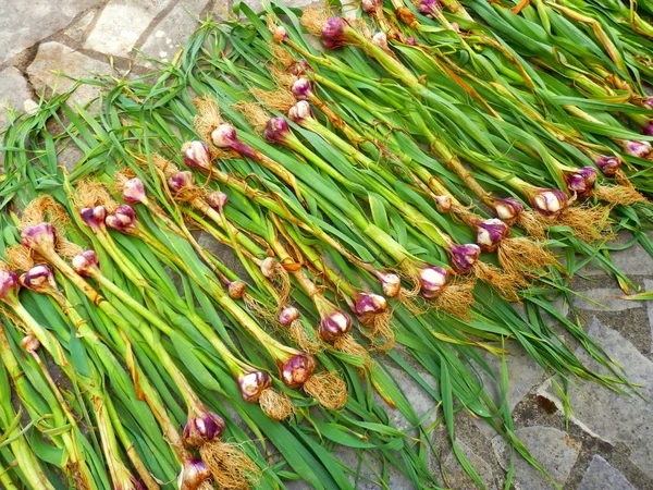 Nieuw Opgeheven Knoflook Planten Drogen Zon — Stockfoto