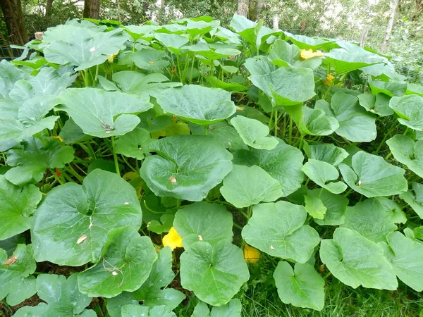 Squash ve kabak yatak 