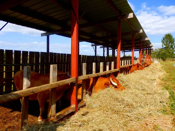 Limousin runderen voeding — Stockfoto