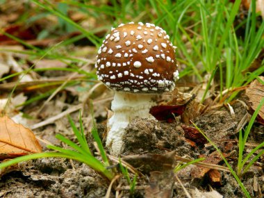Amanita pantherina (Panter kap mantar)