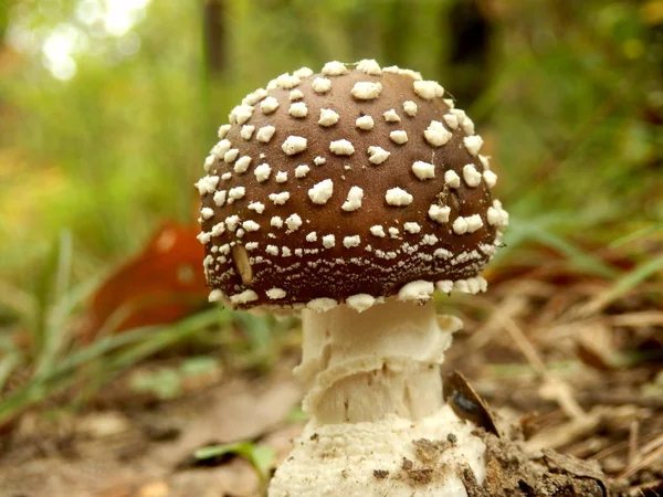 Amanita Pantherina (Cogumelo Pantera Cap ) — Fotografia de Stock