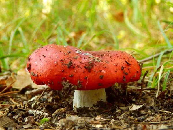 ロシア エメティカ SickenerまたはVomiting Mushroomとしても知られる の標本の近くで 森林の道を通って地面を突破 — ストック写真