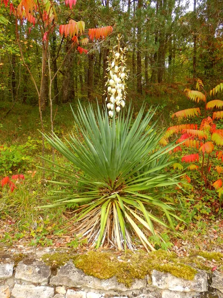 Kwitnące rośliny Yucca — Zdjęcie stockowe