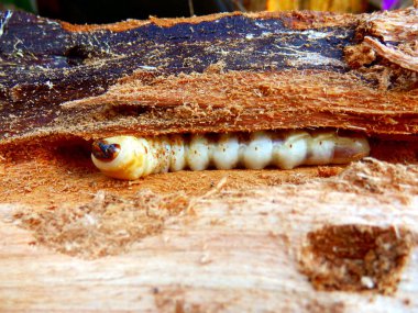 Bir günlük yol başlı matkap (Cerambycidae), Longhorned böcek, larva yeme