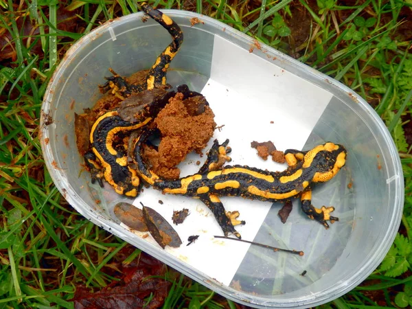 Par Salamandras Encontradas Terraplenagens Removidas Uma Banheira Sorvete — Fotografia de Stock