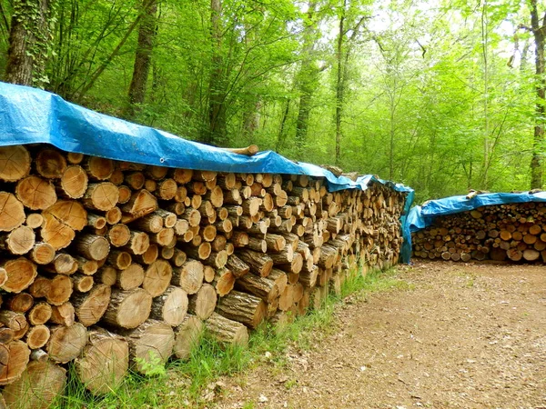 Několik Hromad Akácie Dubu Přihlašuje Lesní Mýtině Pokryta Plachta Uchovávejte — Stock fotografie