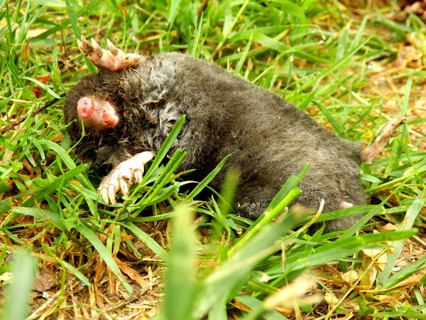 Toupeira Europeia Morta Encontrada Num Prado — Fotografia de Stock