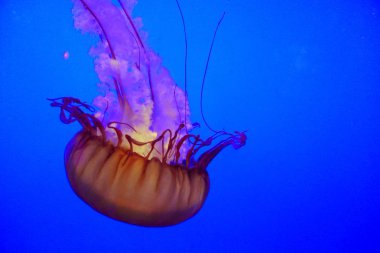 Pasifik Denizi Isırgan Denizanası (Chrysaora fuscescens) bir akvaryumda 