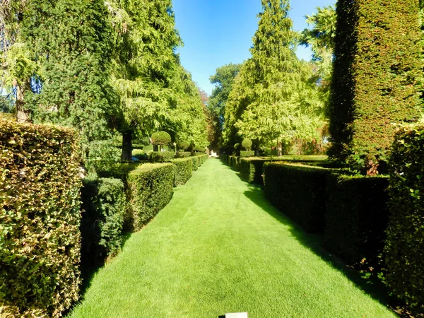 Avenue Box Topiary Och Granar Finns Eyrignac Manor Garden Dordogne — Stockfoto
