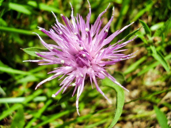 Close Kijken Neer Een Kruipende Distel Ook Bekend Als Een — Stockfoto