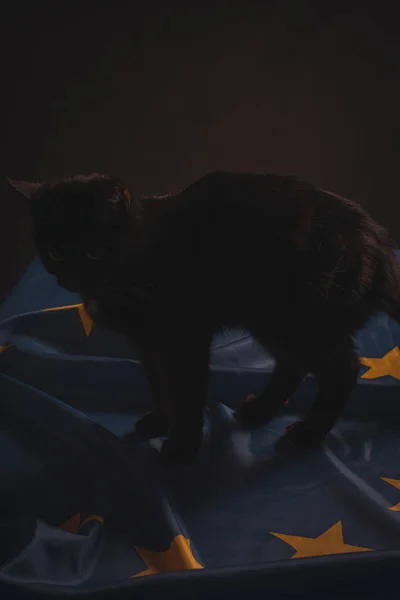 Chat noir sur le drapeau de l'UE — Photo