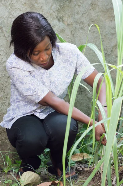 Genç kadın, bitki bakımında.