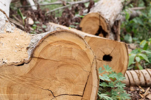 Bu ağaç gövdeleri panoları için Year var..