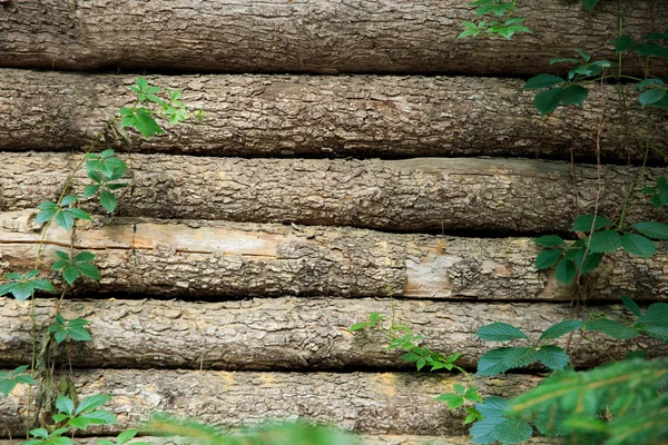 Yeşillikleri ile büyümüş bir ahşap duvar.