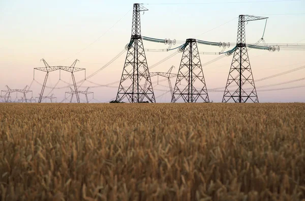 Yüksek gerilim direkleri etrafında buğday alanı.