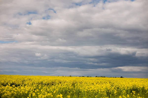 Fırtınalı bir gökyüzüne karşı sarı kolza tohumu olan pitoresk bir tarım arazisi. Tecavüz tarlası. Canola sahasında. Çiçekler açan kolza çiçeği, kanola.