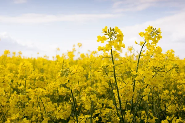 Sarı kolza tohumu olan resimli bir tarım arazisi. Kolza tohumu, kanola tarlası. Çiçekler açan kolza tohumu, kanola. Yükselen iki çiçek