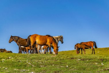 Bulgaristan 'da yedi rila gölünün yakınında otlayan atlar