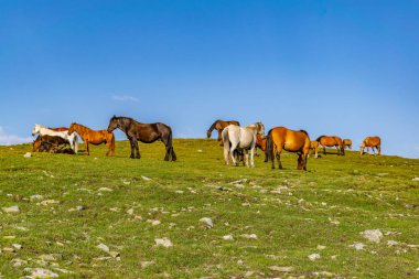 Bulgaristan 'da yedi rila gölünün yakınında otlayan atlar