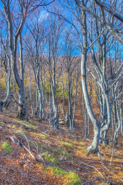 Bulgaristan 'ın Karandila dağında sonbahar ormanı — Stok fotoğraf